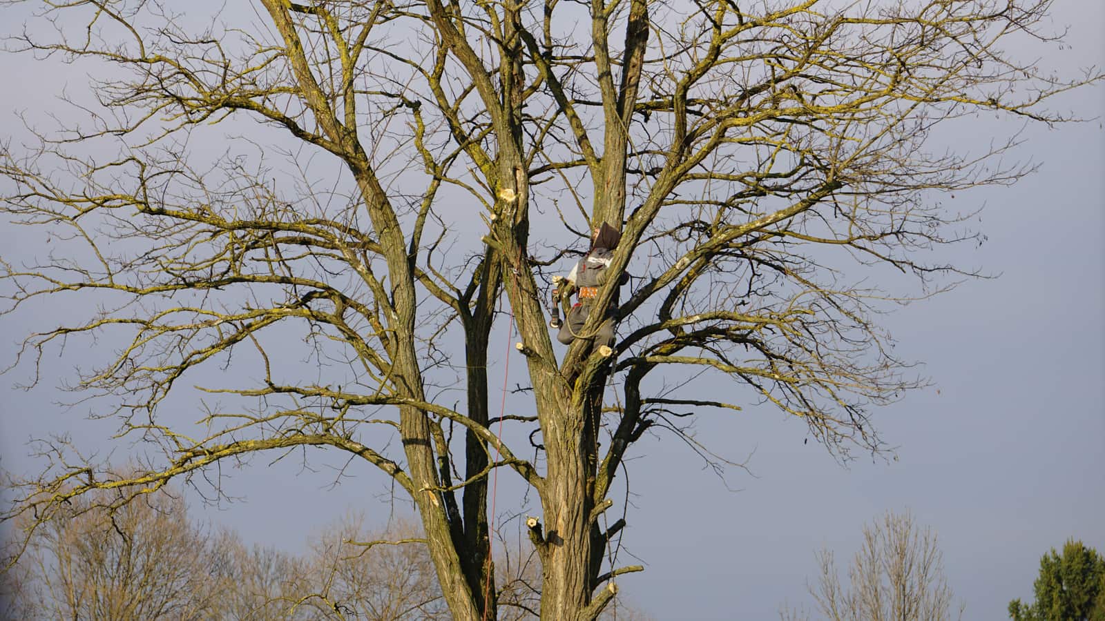 Species-Specific Pruning