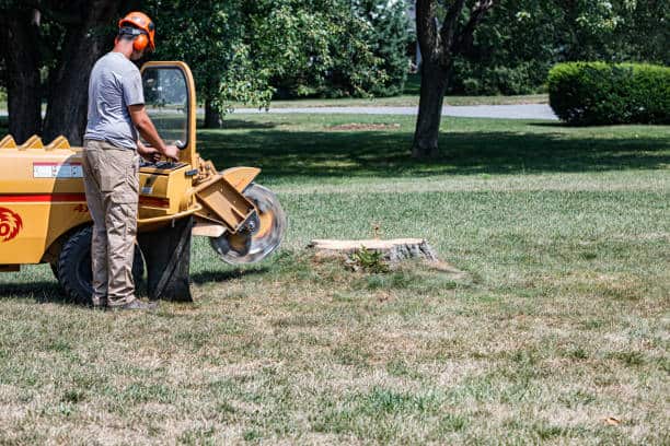 Stump Grinding & Removal