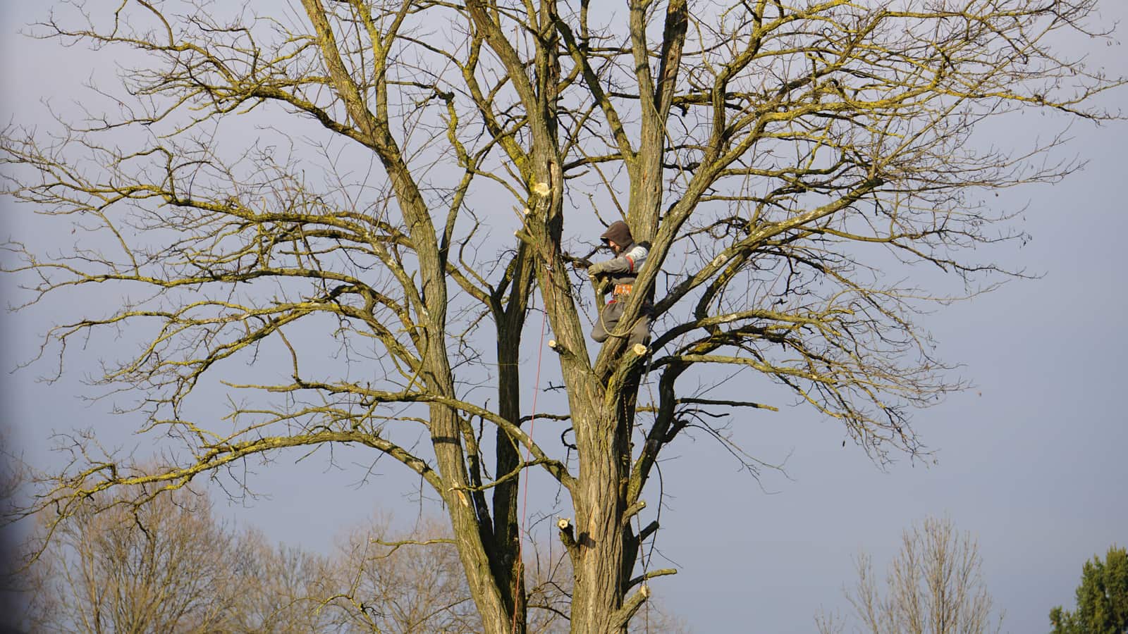 Tree Consultation