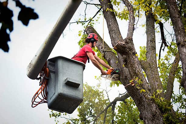 Tree Health & Pest Treatment