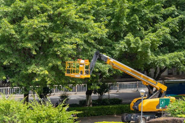 Utility Line Clearing